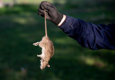 Control and Eliminate Rodents!