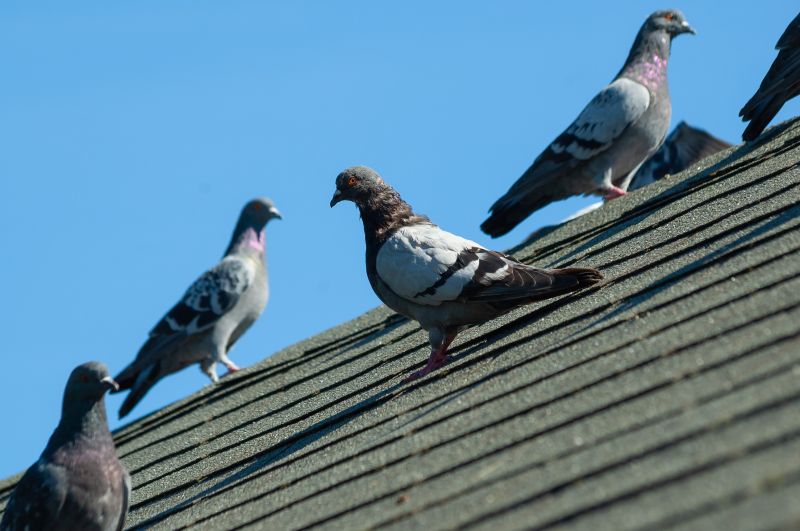 Bird Removal