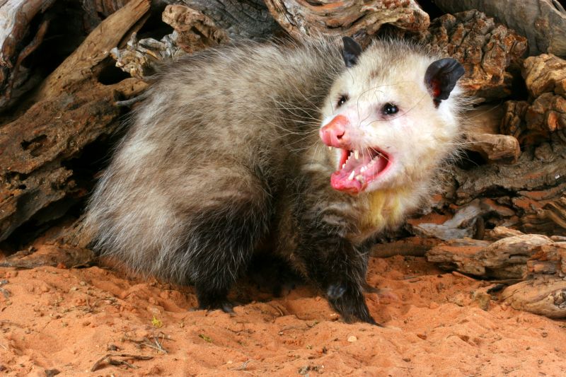 Opossum Removal