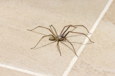 Ensure The Safety and Comfort of Your Space With Professional Extermination!