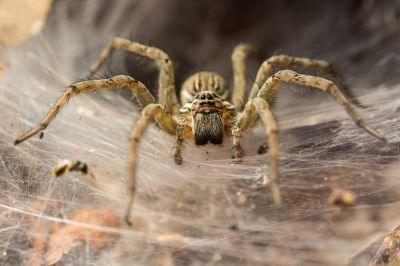 Spider Extermination is Available To Homes and Businesses Alike!