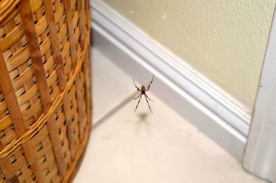 Spider Extermination