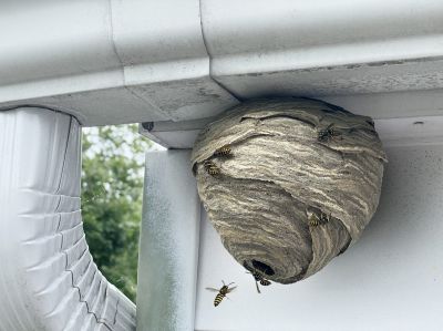 Alleviate Anxiety and Fear with Stinging Insects' Removal!