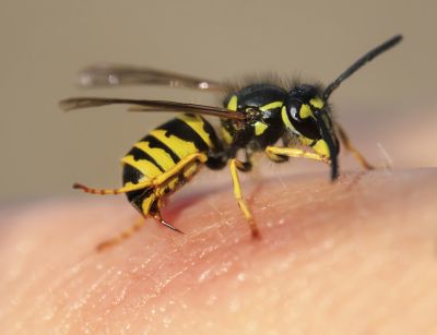 Stinging Insects Removal