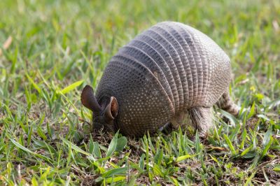Maintain a Secure and Thriving Environment with Armadillo Control Services!