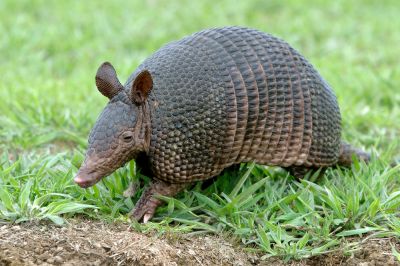 Avoid the Transmission of Diseases with Wildlife Armadillo Control Service!