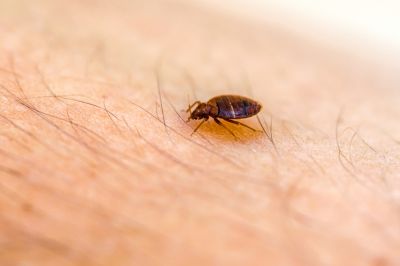 Bedbugs are Parasitic Creatures!