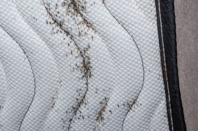 Bedbugs Multiply Quickly!