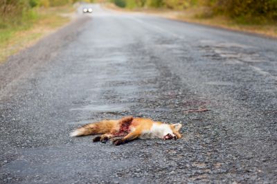 Fox Removal