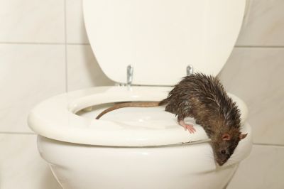 Rodent Trapping - Rodent Trapping Naples, Florida