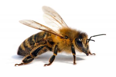 Commercial Bees Pest Control