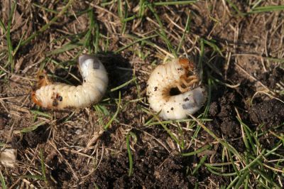 Eliminate Unwanted Pests, Such as Rodents and Insects!