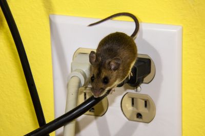 Avoid the Spreading of Disease, Droppings, and Urine with Mice Control!