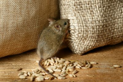 Get Mice Control to Avoid Damage to Your Home or Business!