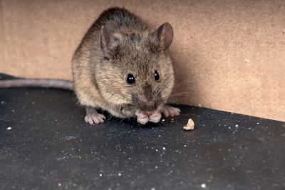Mouse Control