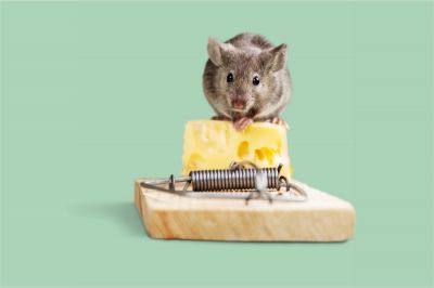 Use Mouse Traps, Baits, and Repellents to Keep Mice Away!
