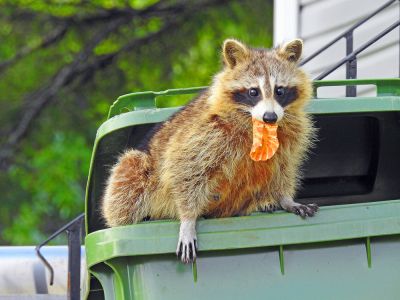 Raccoon Control