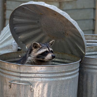 Raccoons are a Nuisance!