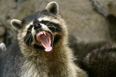 Raccoons are Dangerous!