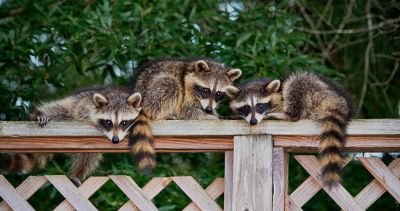Raccoons Wreak Havoc!