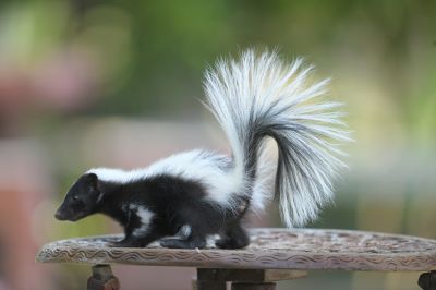Skunk Removal