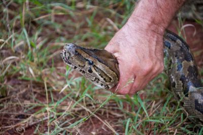 Get Professional Reptile Control!