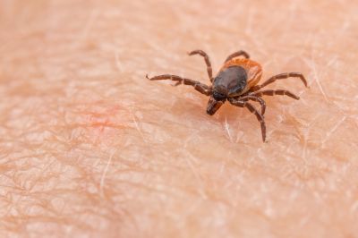 Avoid Illnesses Such as Lyme Disease With Professional Tick Extermination
