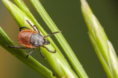 Prevent Itchy and Painful Bites With Professional Tick Extermination