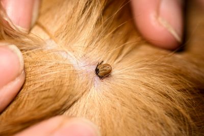 Protect Your Family and Pets By Getting Professional Tick Extermination