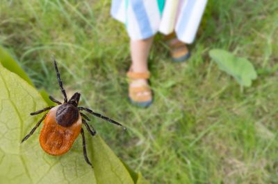 Tick Extermination