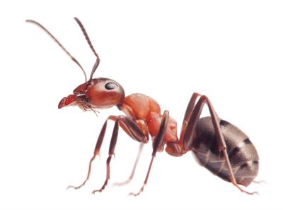 Ant Extermination Service