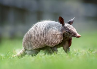 Armadillo Extermination
