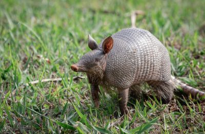 Armadillo Removal