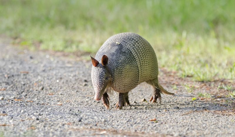 Keep your yard safe and critter-free