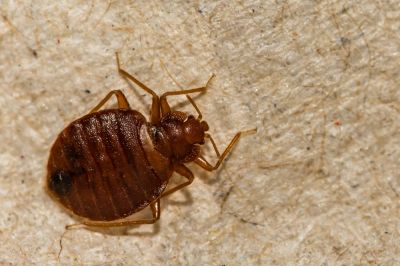Bed Bug Control