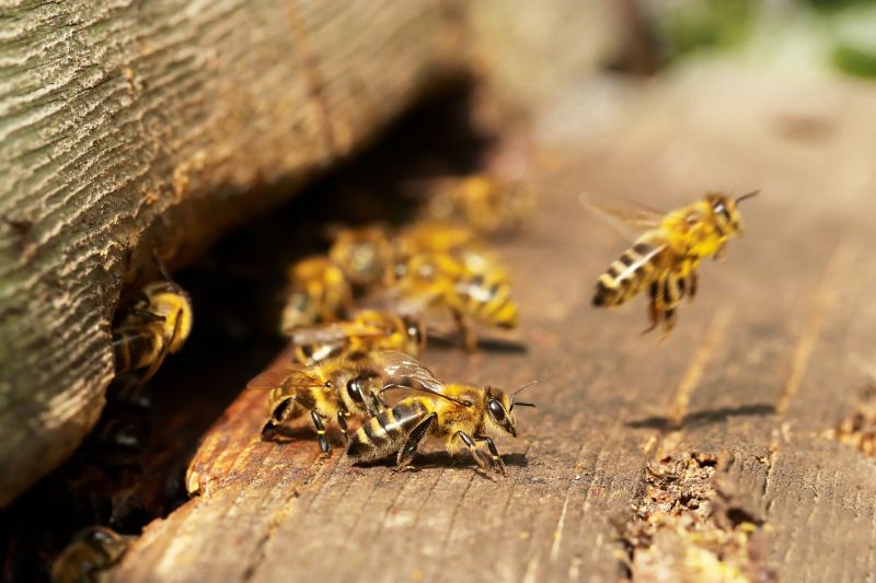Commercial Carpenter Bee Removal, Carpenter Bee Removal, Oregon