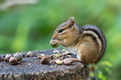 Keep Chipmunks from Digging Up Your Lawn!
