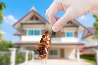 Cockroach Extermination
