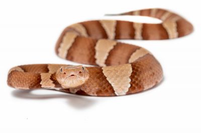 Copperhead Removal