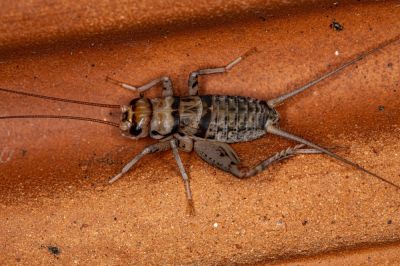 Cricket Pest Control