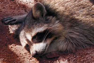 Dead Animal Removal Service