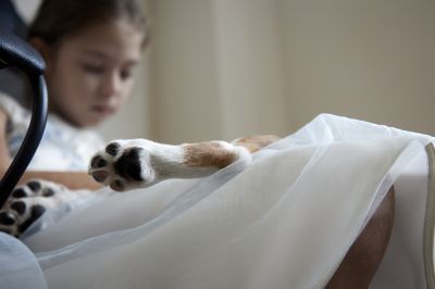 Dead Pet Removal