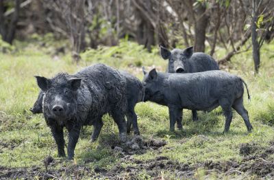 Feral Pig Removal Service