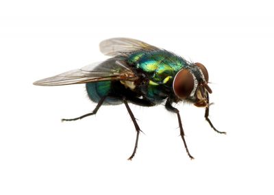 Commercial Bees Pest Control