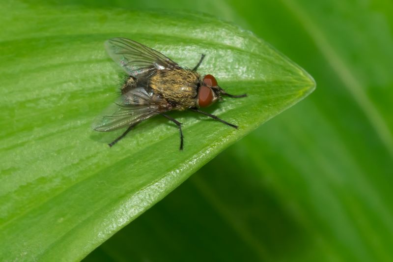 Commercial Flies Pest Control