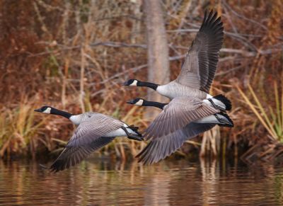 Geese Removal