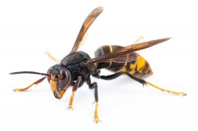Hornet Extermination