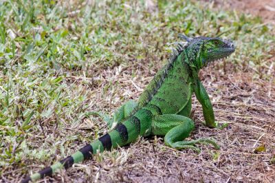 Iguana Removal