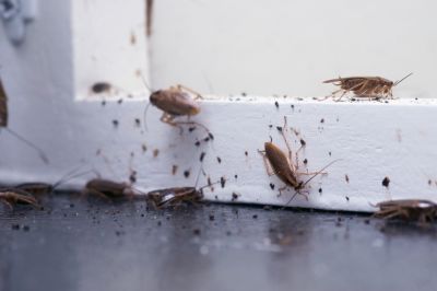 Insect Fumigation