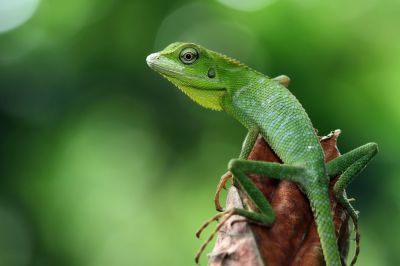 Lizard Removal